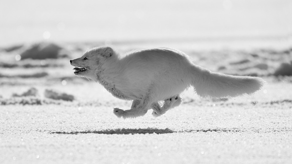 Arctic Fox Running Wallpaper