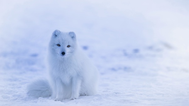 Arctic Fox Snow Wallpaper