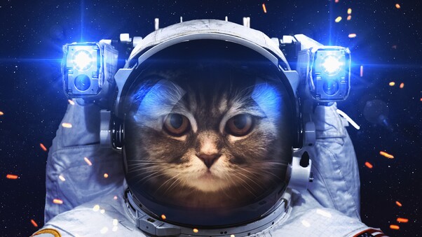 Astronaut Cat Wallpaper