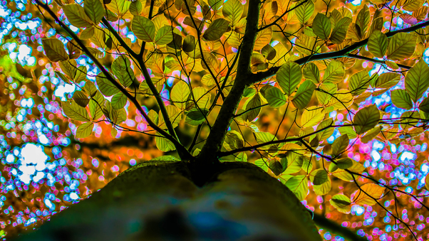 Autumn Branches Wallpaper