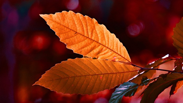 Autumn Colour Leaf 5k Wallpaper