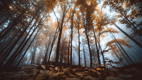 Autumn Forest Trees Wallpaper