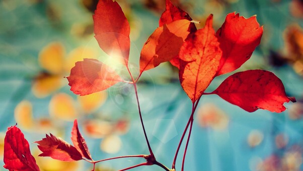 Autumn Glare Wallpaper