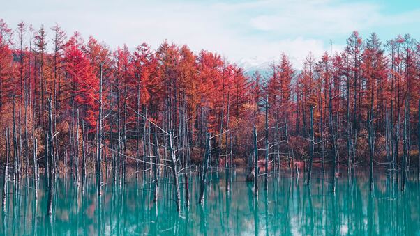 Autumn Lake Reflection Trees Wallpaper