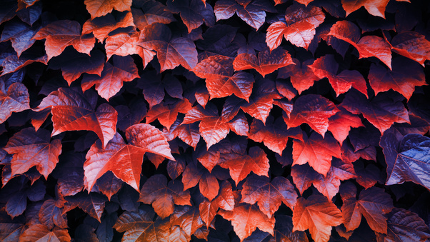 Autumn Leaves 4k Wallpaper
