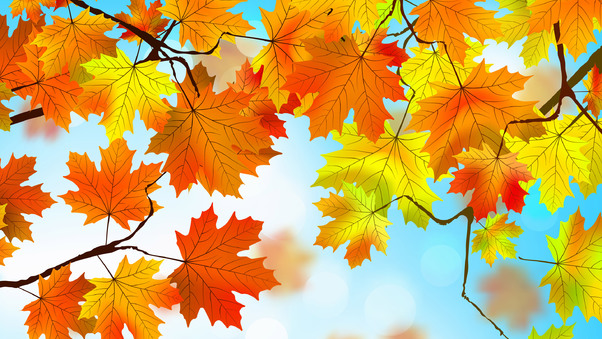 Autumn Leaves HD, HD Nature, 4k Wallpapers, Images, Backgrounds, Photos and  Pictures