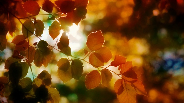 Autumn Light Leaves 5k Wallpaper