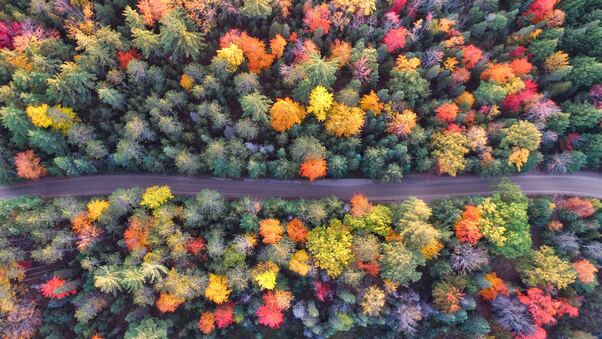 Autumn Path Of Forest Drone View Wallpaper