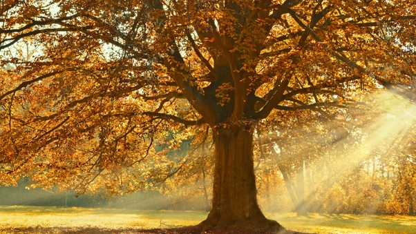 Autumn Rays Of Light Trees 5k Wallpaper
