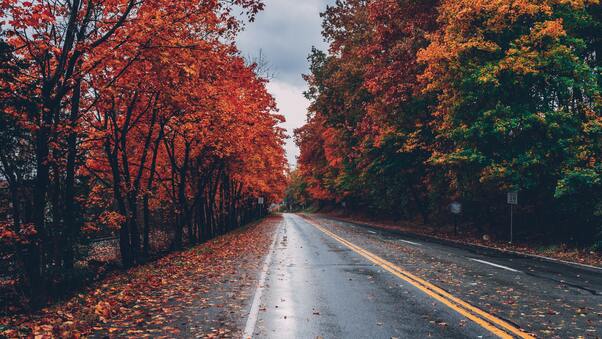 Autumn Road Trees On Sides Fallen Leaves Wallpaper