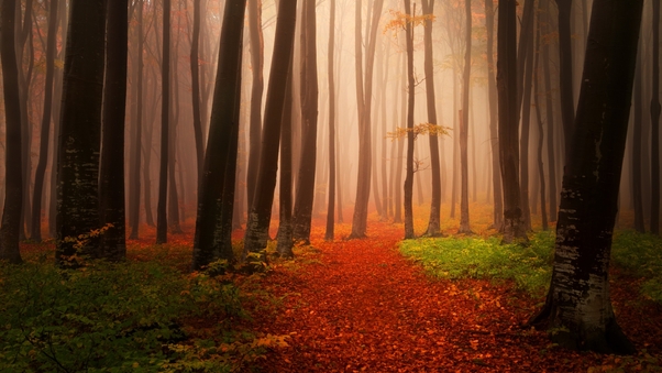 Autumn Starts Forest Wallpaper