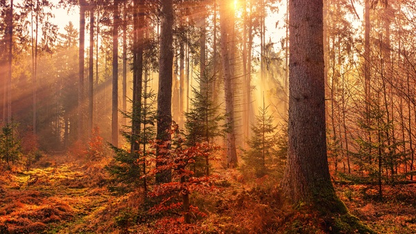 Autumn Sunbeams Forest Light Rays 5k Wallpaper
