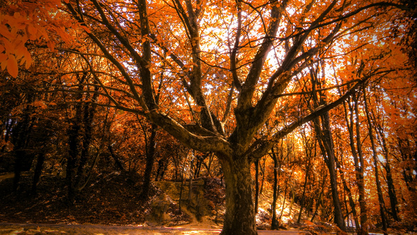 Autumn Tree 4k Wallpaper