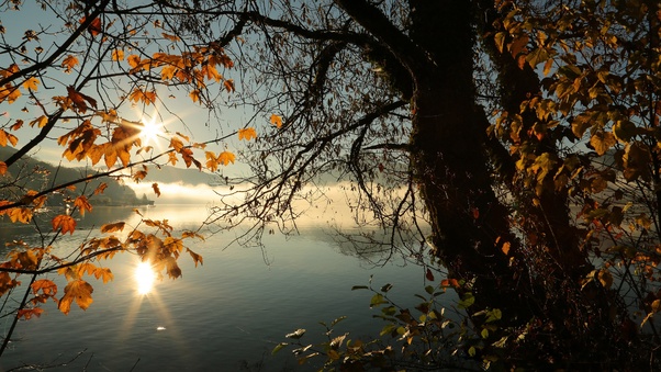 Autumn Tree Lake Sunbeams Morning 4k Wallpaper