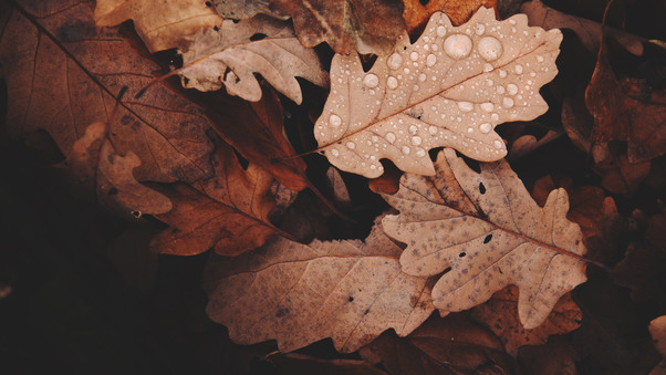 Autumn Withered Leaves Wallpaper