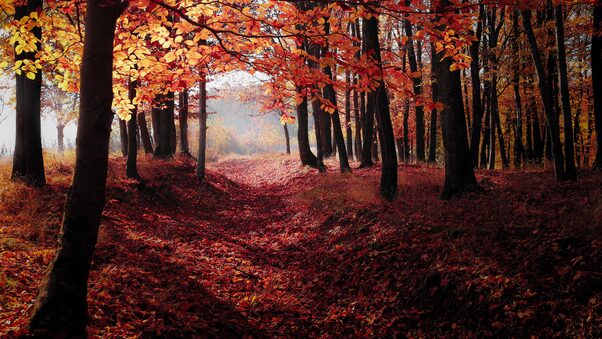 Autumn Woods Trees Fall Forest 5k Wallpaper