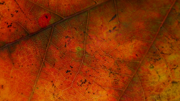 Autumnal Leave 5k Wallpaper