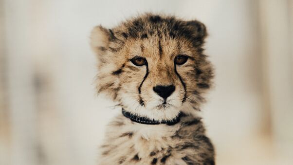 Baby Cheetah 5k Wallpaper