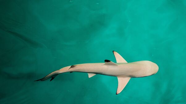 Baby Shark 4k Wallpaper
