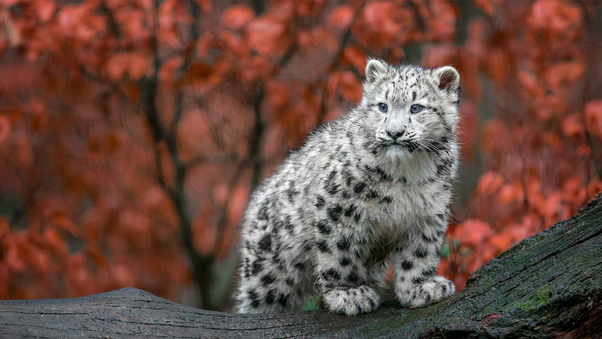 Baby Snow Leopard 4k Wallpaper