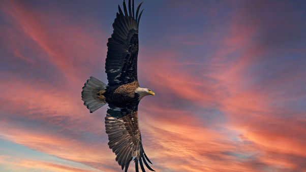 Bald Eagle Open Wings Sky 5k Wallpaper