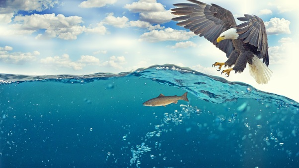 Bald Eagle Raptor Catching Fish 4k Wallpaper