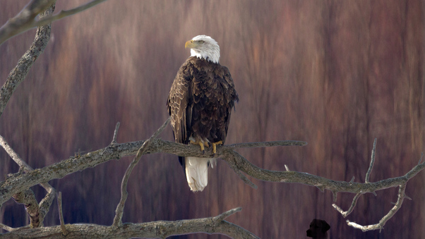Bald Eagle Sitting On Branch 5k Wallpaper