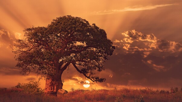 Baobab Tree Sybset Wallpaper