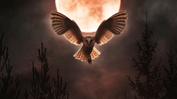 Barn Owl Moon Night Wallpaper