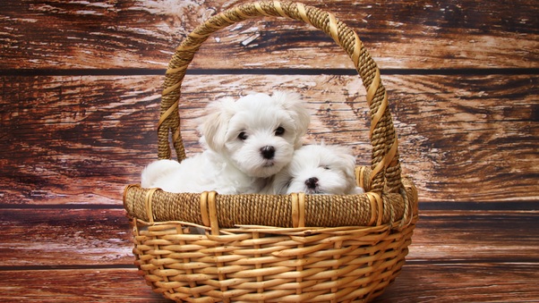 Basket Of Puppies Wallpaper