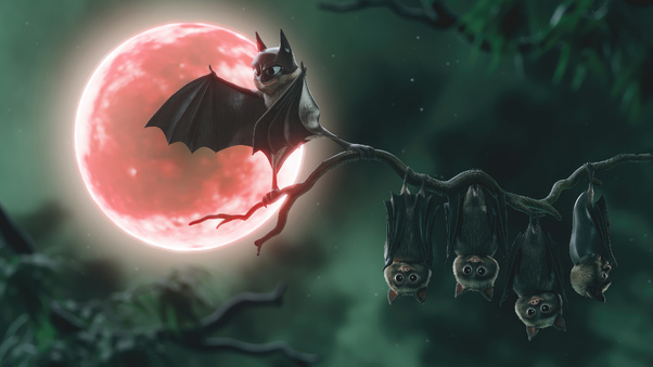Bats Funny 4k Wallpaper