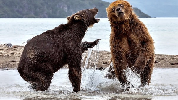 Bears Fighting Wallpaper