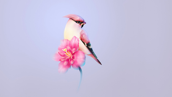 Beautiful Bird Wallpaper