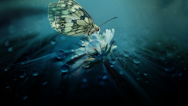 Beautiful Butterfly Nature Wallpaper