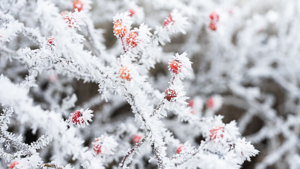 Berry Branches Frost Winter 5k Wallpaper