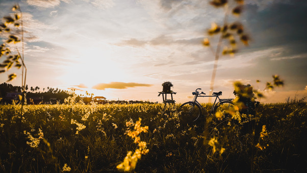 Bicycle In Field Wallpaper
