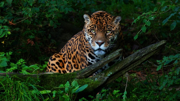 Big Cat Jaguar Wallpaper