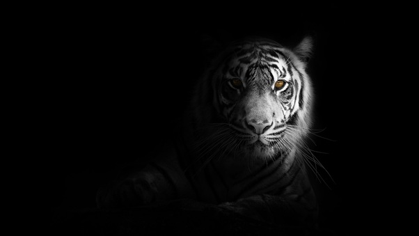 big-cat-tiger-4k-dc.jpg