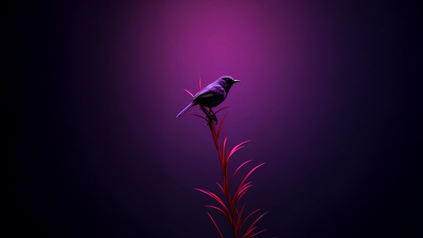 Bird Moments Of Quiet Reflection Wallpaper