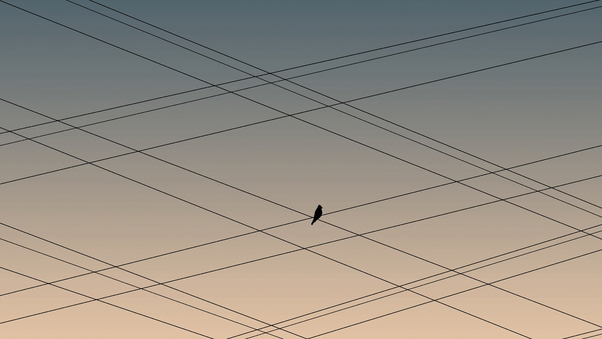 Bird On Power Lines Wallpaper