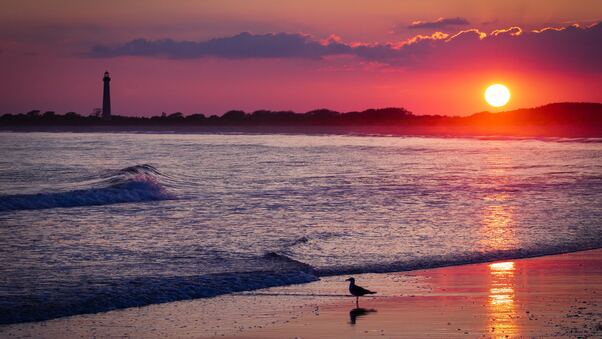 Bird Sea Shore Sunset 4k Wallpaper