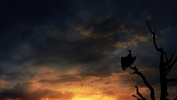 Bird Silhouette Skyscape Wallpaper