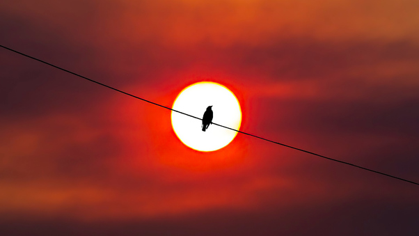 Bird Silhouette Sunset 4k Wallpaper