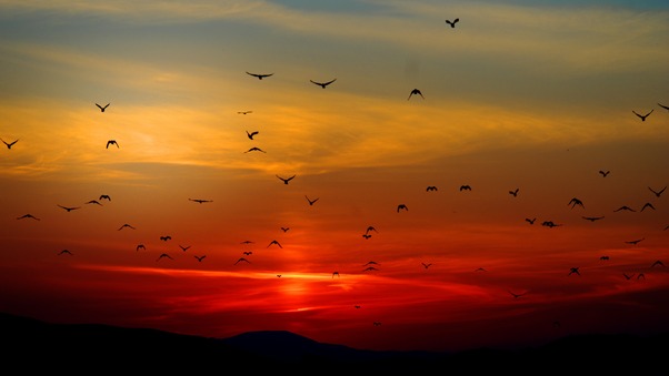 Birds Flying Towards Sunset 4k 5k Wallpaper