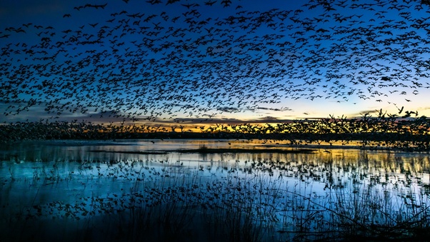 Birds Flying Water Body Wallpaper