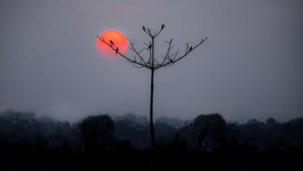 Birds Perched On Silhouette Branches Wallpaper