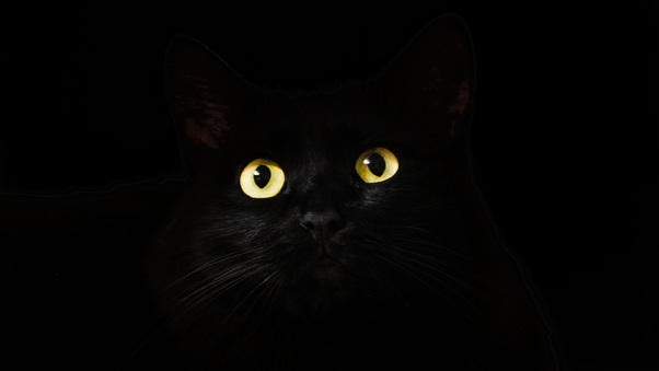 Black Cat Eyes Dark 5k Wallpaper