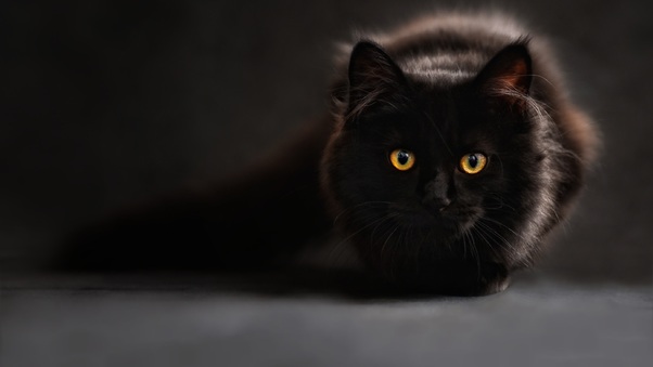 Black Cat Glowing Eyes 4k Wallpaper