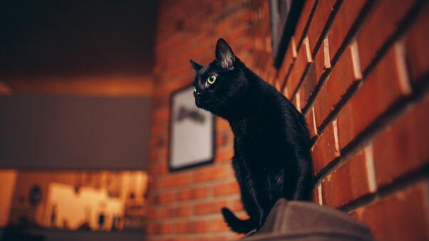 Black Cat Portrait 5k Wallpaper