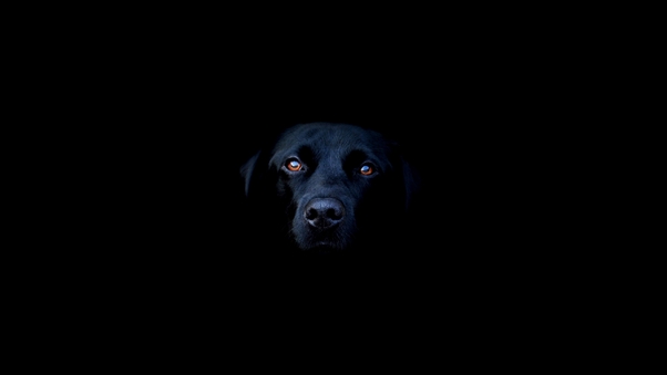Black Dog, HD Animals, 4k Wallpapers, Images, Backgrounds, Photos and  Pictures